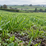 An illustration of dairy pasture with lime on it. There are dairy cows in the background.