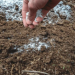 Hand holding lime over soil