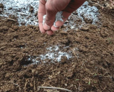 Hand holding lime over soil