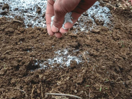 Hand holding lime over soil